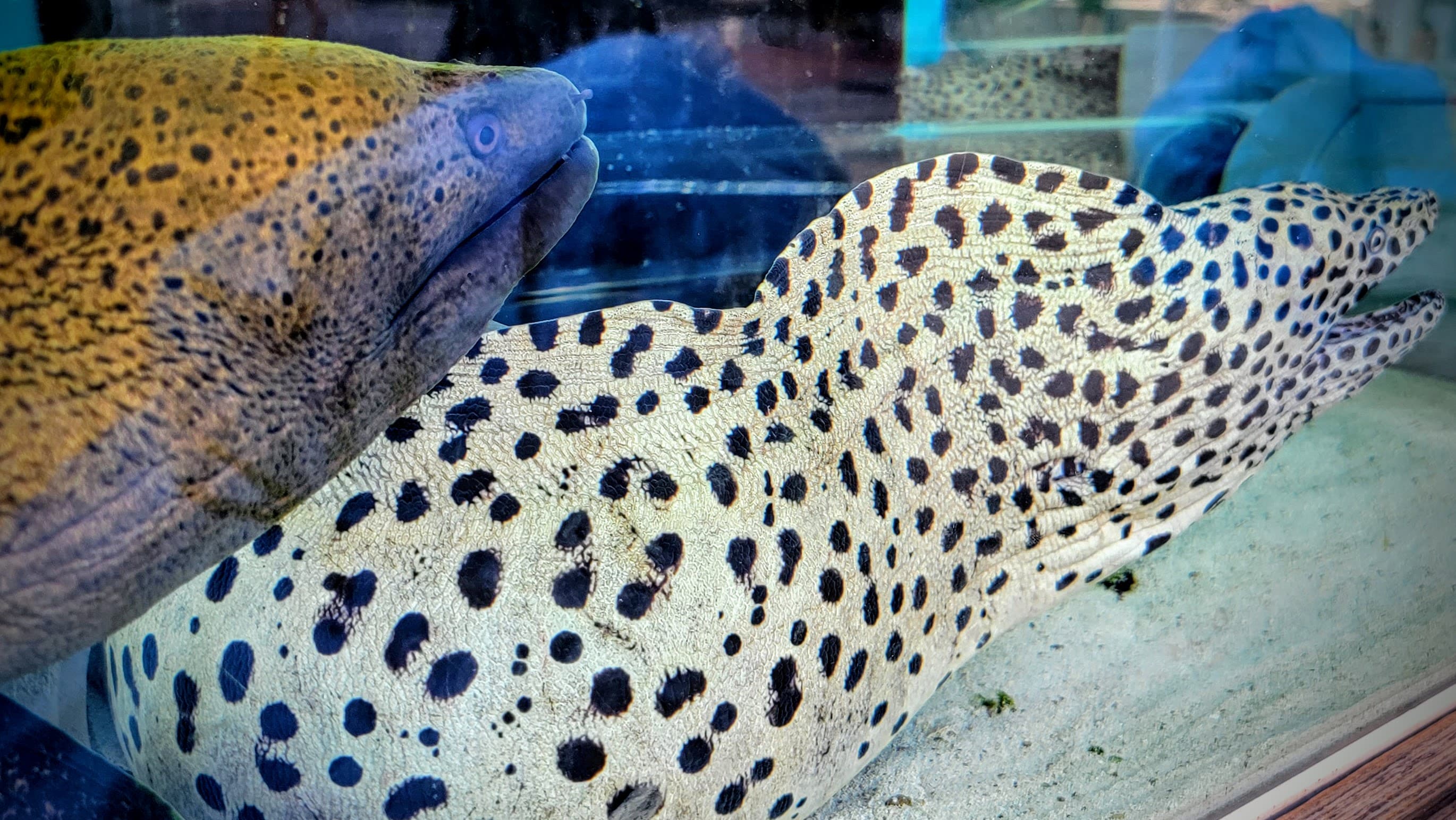 A flattering mouth works ruin